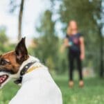 5 señales de que tu perro necesita entrenamiento profesional.