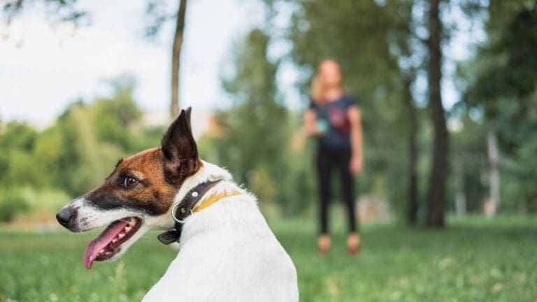 5 señales de que tu perro necesita entrenamiento profesional.
