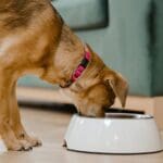 asesoría de nutrición para mascotas Cursos de nutrición para mascotas Charlas de nutrición para mascotas curso barf