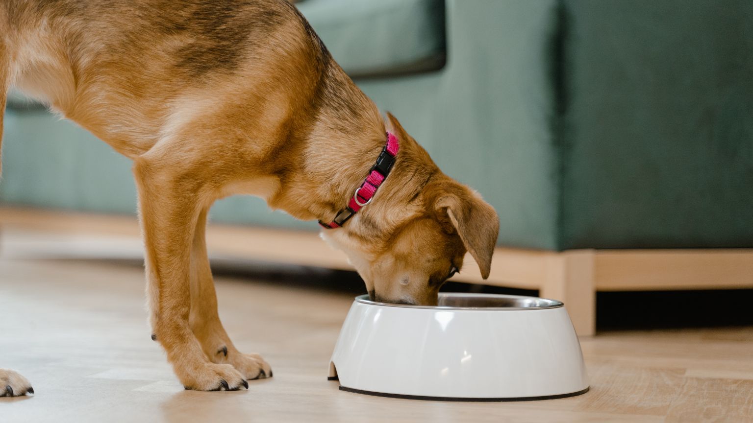 asesoría de nutrición para mascotas Cursos de nutrición para mascotas Charlas de nutrición para mascotas curso barf