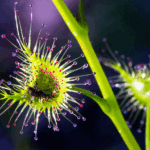 Drosera para principiantes y cómo empezar en casa