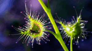 Drosera para principiantes y cómo empezar en casa