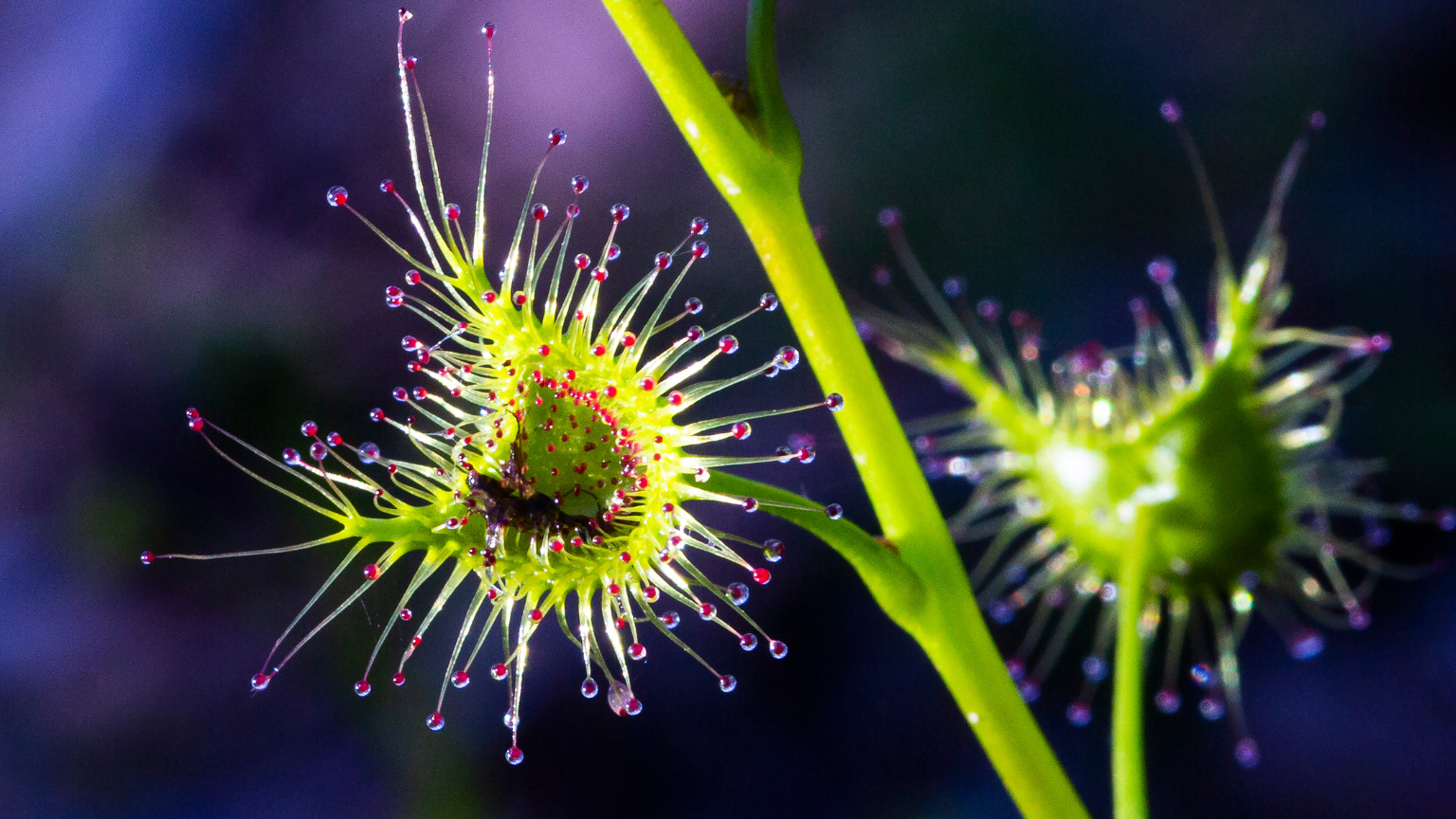 Drosera para principiantes y cómo empezar en casa