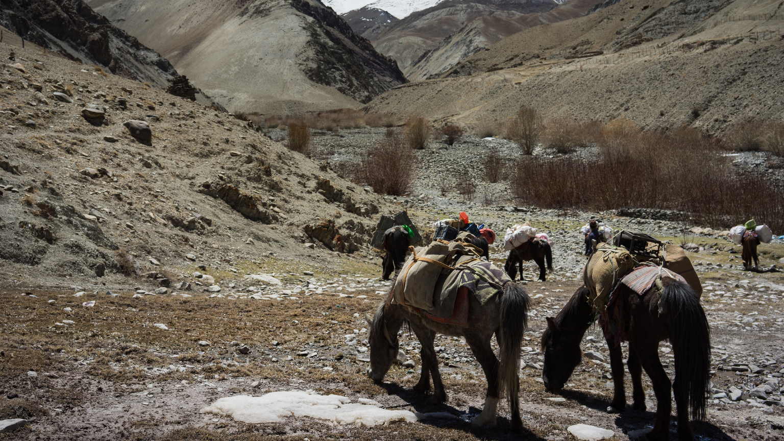Rutas con burros para familias que buscan algo diferente