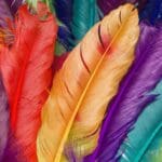 ¿Por qué la moda sostenible con plumas es la nueva tendencia?