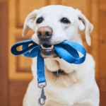 Correa para perros ideal para paseos urbanos y rurales con total control