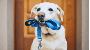 Correa para perros ideal para paseos urbanos y rurales con total control