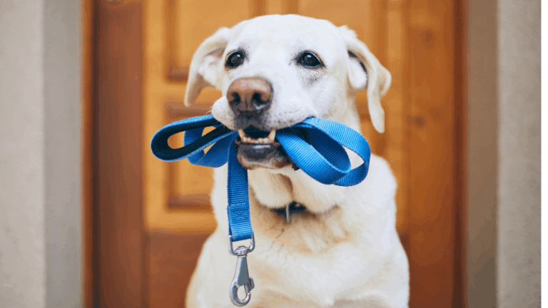 Correa para perros ideal para paseos urbanos y rurales con total control