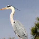 Garza real posada sobre un árbol en el parque natural de la Albufera de Valencia