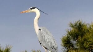 Garza real posada sobre un árbol en el parque natural de la Albufera de Valencia