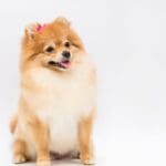 Si tu mascota no destaca, ¿realmente es tu reflejo?