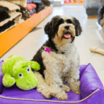 ¿Qué tener en cuenta al buscar una tienda de camas para perros?
