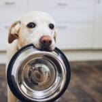 ¿Por qué elegir alimentación natural para tu perro o gato?