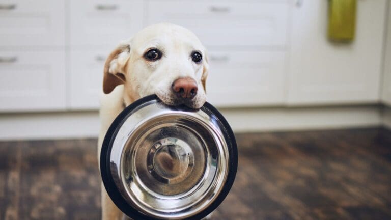 ¿Por qué elegir alimentación natural para tu perro o gato?