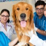 ¿Tu perro está enfermo? Señales que requieren consulta veterinaria.