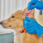 Perro siendo revisado por un veterinario mientras examina su piel y oreja en casa