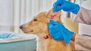 Perro siendo revisado por un veterinario mientras examina su piel y oreja en casa