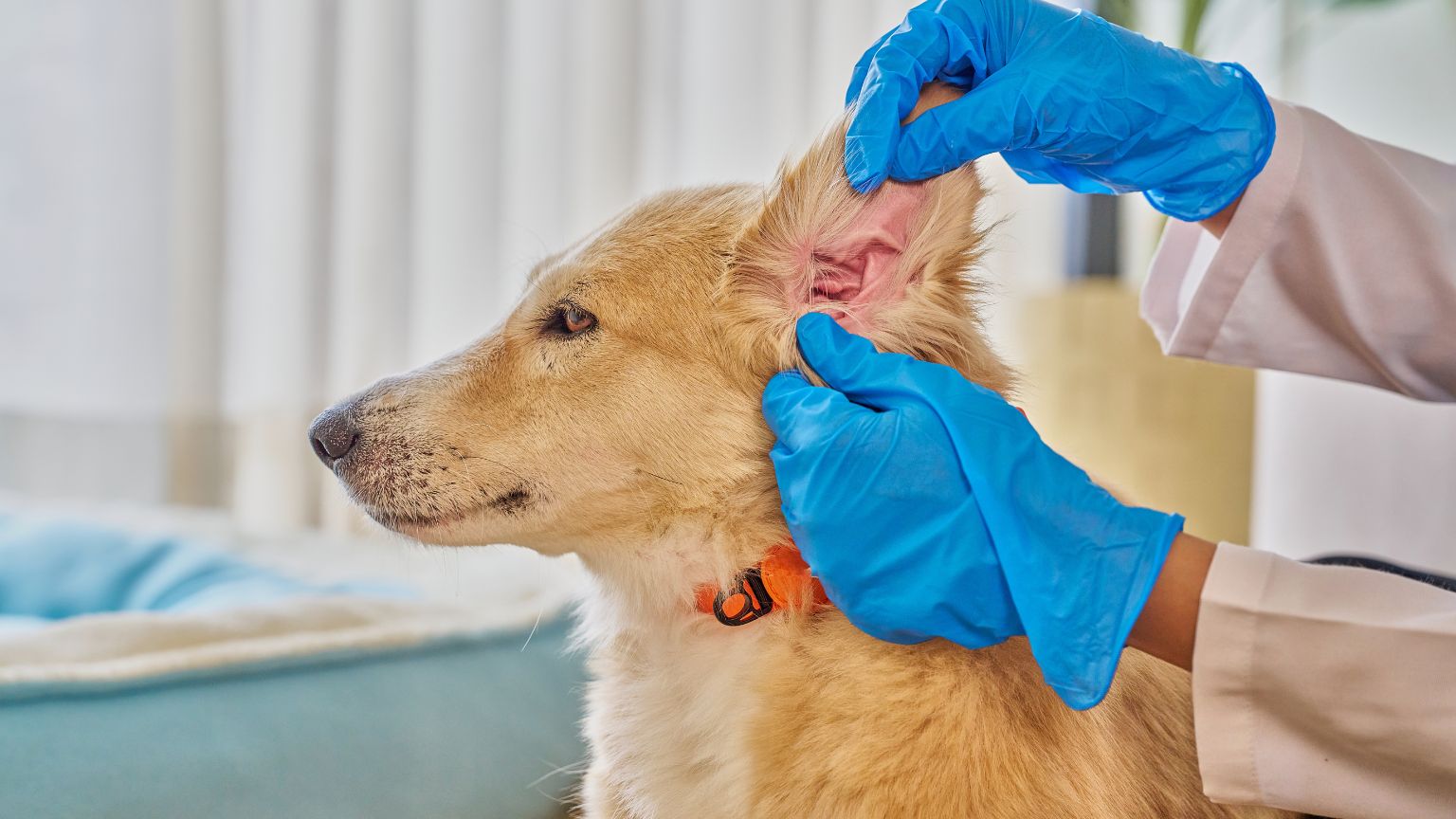 Perro siendo revisado por un veterinario mientras examina su piel y oreja en casa