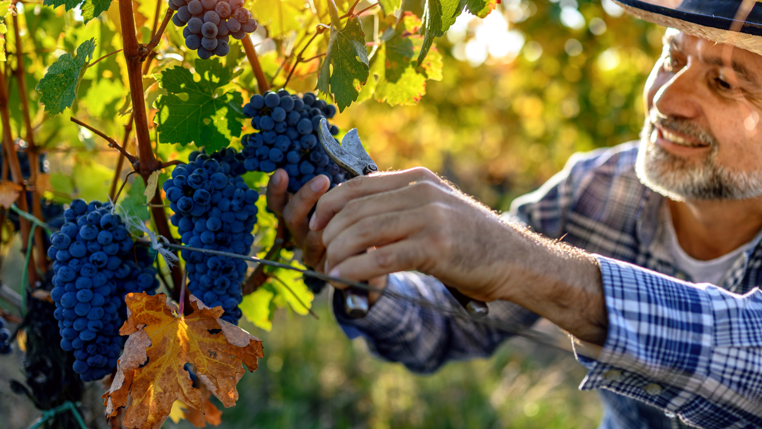 Accesorios para vendimia imprescindibles en la recolección de uva