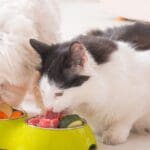 Perro y gato junto a alimentos prohibidos que pueden afectar su salud”