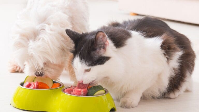 Perro y gato junto a alimentos prohibidos que pueden afectar su salud”