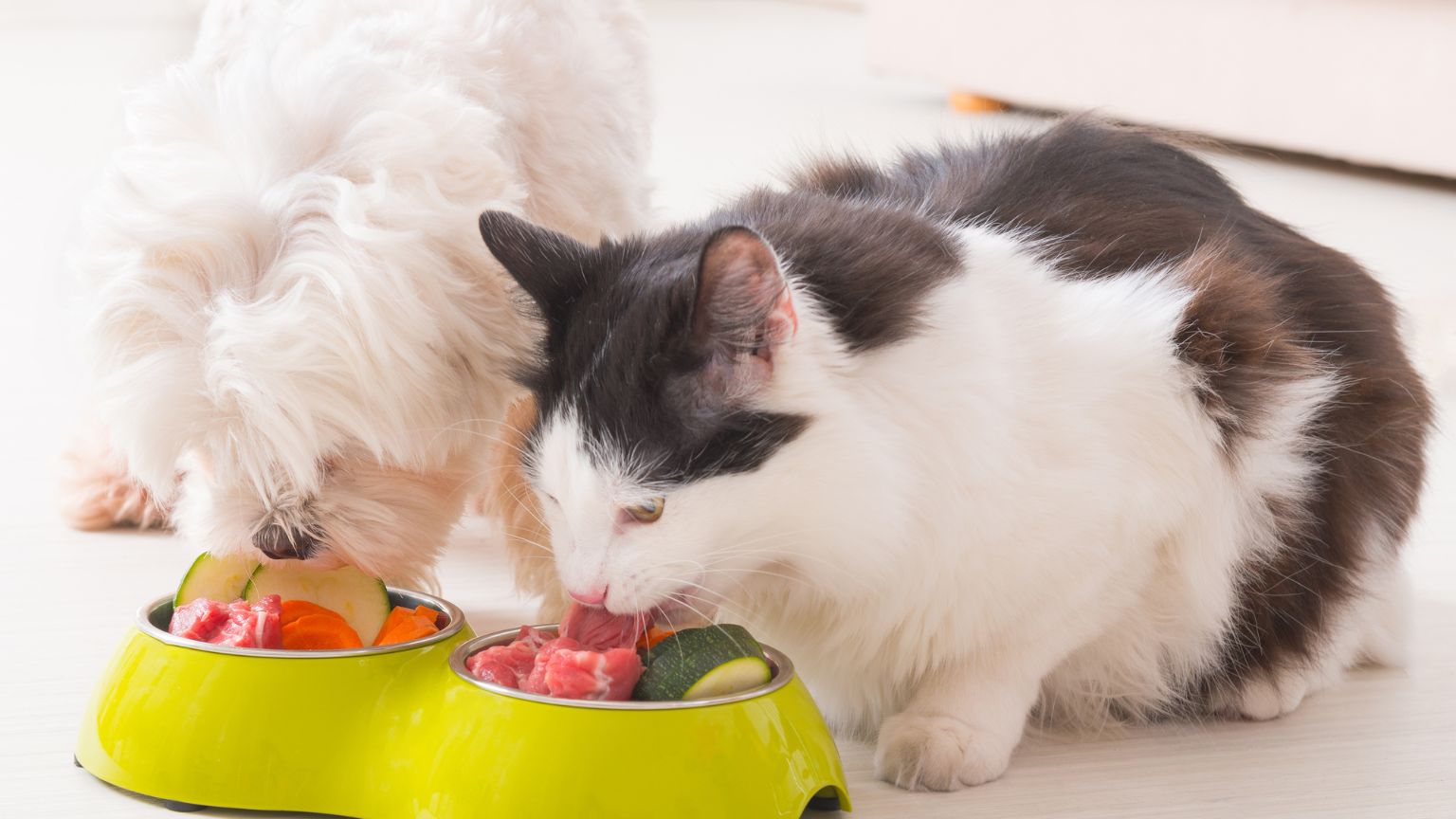 Perro y gato junto a alimentos prohibidos que pueden afectar su salud”