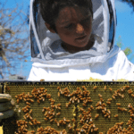 apiturismo en españa