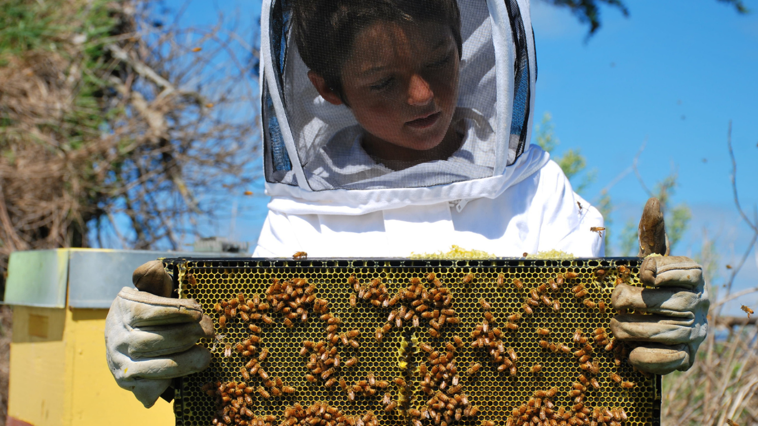 apiturismo en españa