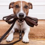 Beneficios del mantrailing para perros de todas las edades.