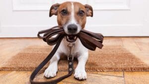 Beneficios del mantrailing para perros de todas las edades.