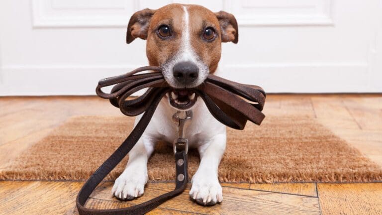 Beneficios del mantrailing para perros de todas las edades.