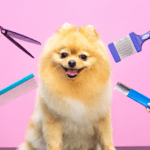 Guía práctica para elegir la mejor peluquería canina