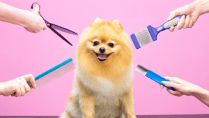 Guía práctica para elegir la mejor peluquería canina