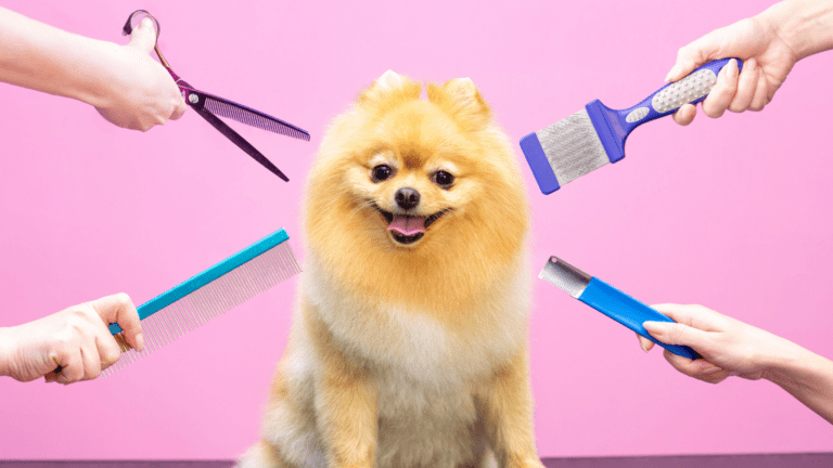 Guía práctica para elegir la mejor peluquería canina