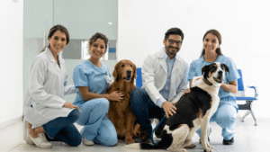 ecografía veterinaria es una técnica fundamental en el diagnóstico de mascotas.