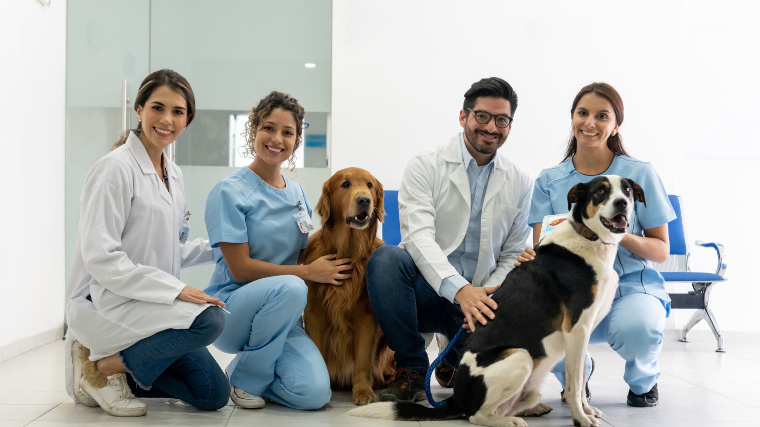 ecografía veterinaria es una técnica fundamental en el diagnóstico de mascotas.