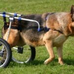 Perro con movilidad reducida recibiendo cuidados en casa con ayuda de una silla de ruedas