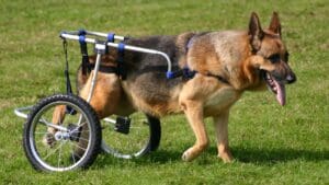 Perro con movilidad reducida recibiendo cuidados en casa con ayuda de una silla de ruedas