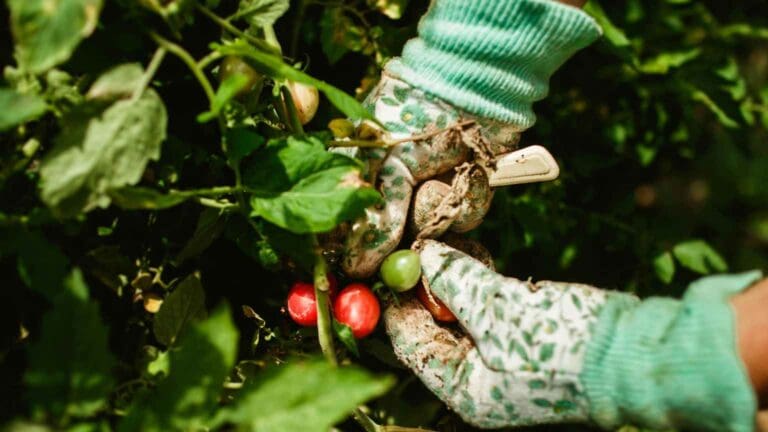 maquinaria profesional ligera y organización del trabajo