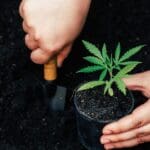 Planta de cannabis saludable cultivada con fertilizantes orgánicos ricos en nutrientes esenciales para su crecimiento