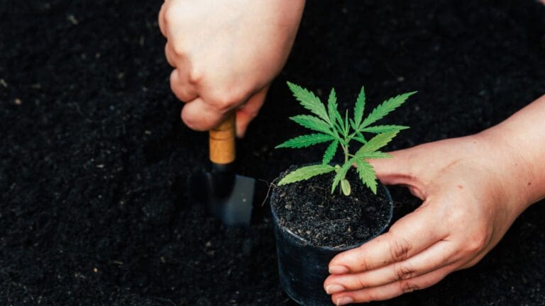 Planta de cannabis saludable cultivada con fertilizantes orgánicos ricos en nutrientes esenciales para su crecimiento