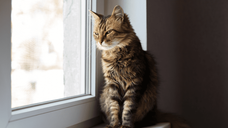 ¿Cómo ventilar tu hogar sin poner en riesgo a tu gato?