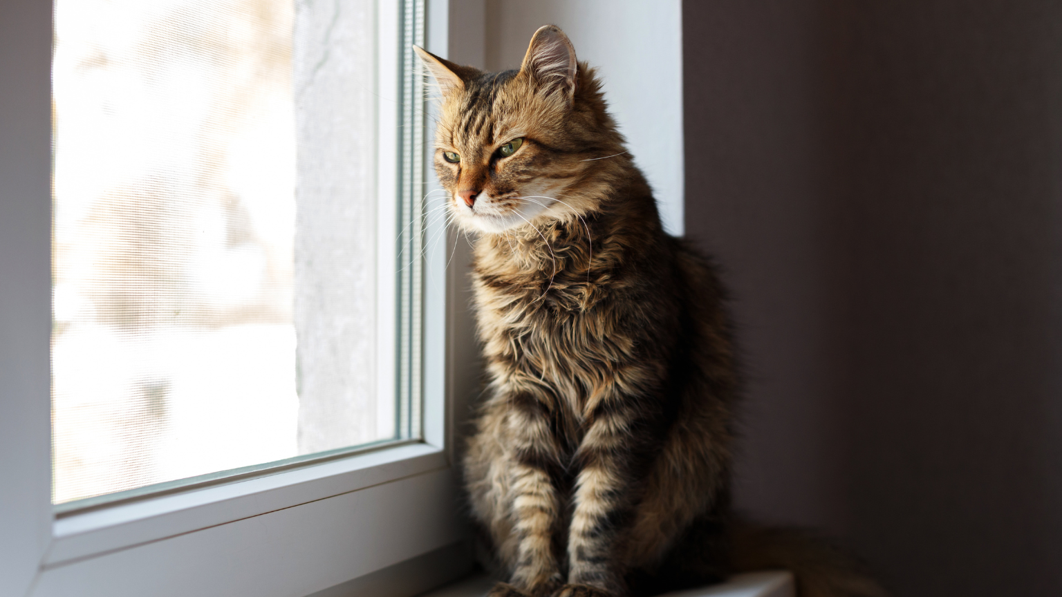 ¿Cómo ventilar tu hogar sin poner en riesgo a tu gato?