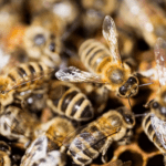 ¿Qué debes saber antes de comprar enjambres de abejas?