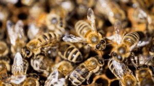 ¿Qué debes saber antes de comprar enjambres de abejas?