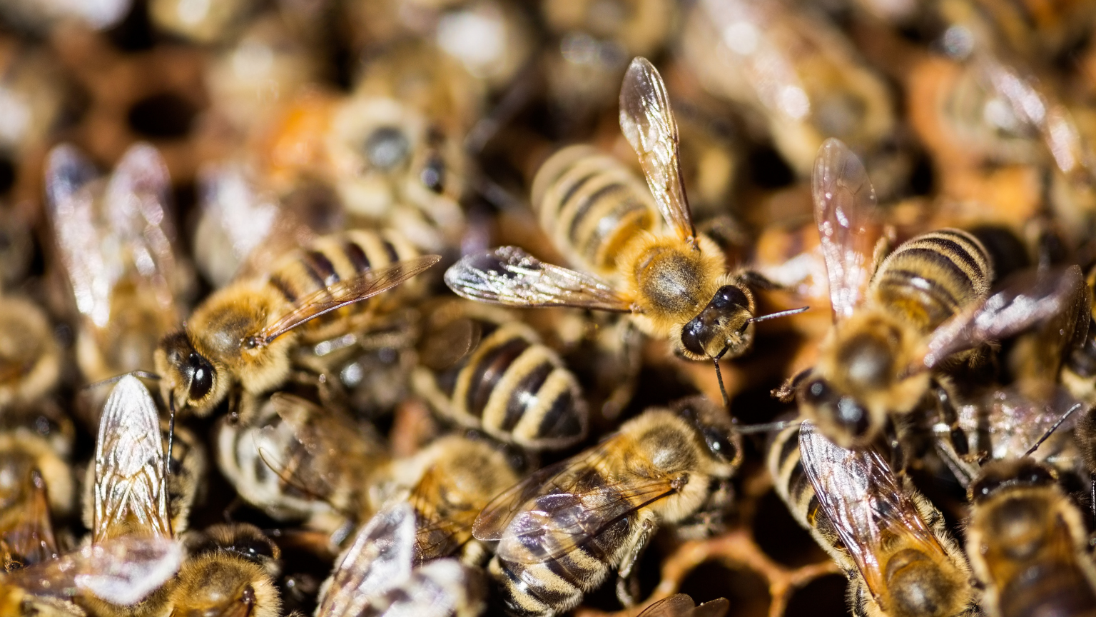 ¿Qué debes saber antes de comprar enjambres de abejas?