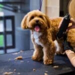 Perro mediano durante baño profesional en peluquería canina, feliz y relajado con cuidados adaptados a su tipo de pelaje