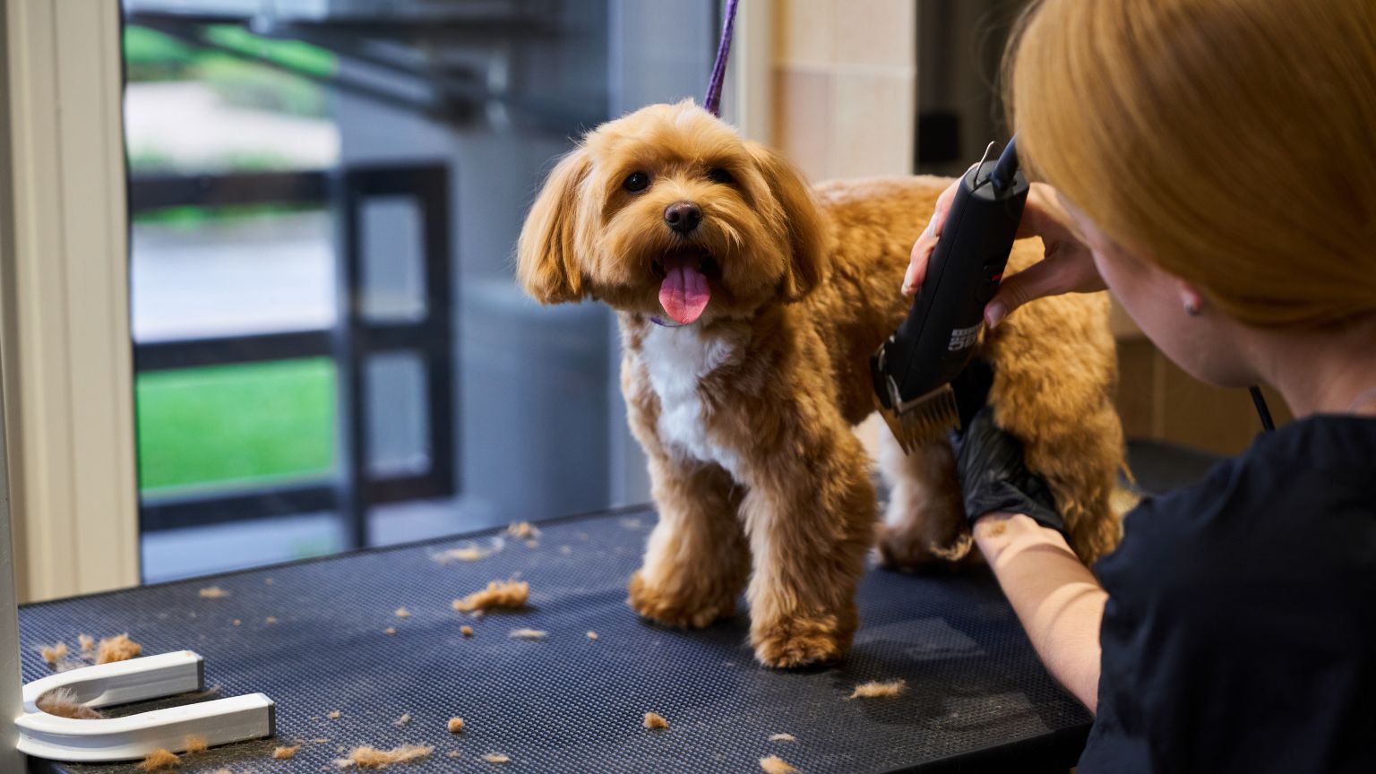 Perro mediano durante baño profesional en peluquería canina, feliz y relajado con cuidados adaptados a su tipo de pelaje