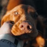 ¿Perro con artrosis? Soluciones reales para mejorar su calidad de vida.