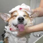 peluquería canina en Torre del Mar realizando corte profesional a perro